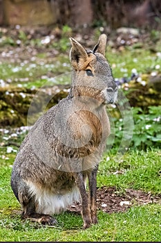 Patagonian Mara in captivity