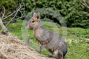 Patagonian Mara in captivity