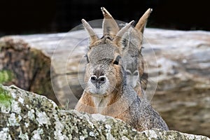 Patagonian Mara in captivity