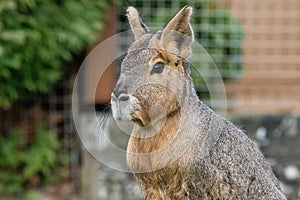 Patagonian Mara in captivity