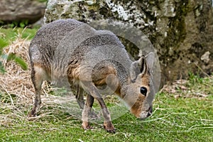 Patagonian Mara in captivity