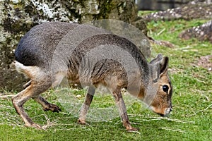 Patagonian Mara in captivity