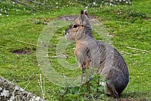 Patagonian Mara in captivity