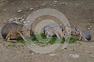 Patagonian Mara couple eating fresh food