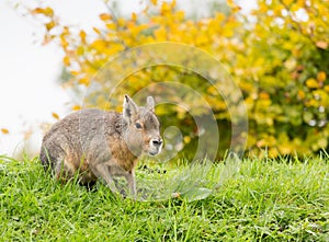 Patagonian Mara Dolichotis Patagonum