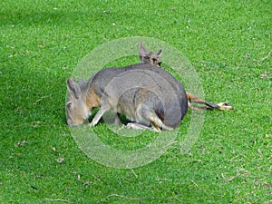 Patagonian Mara (Dolichotis patagonum