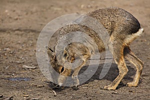 Patagonian mara Dolichotis patagonum