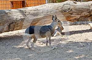 The Patagonian mara Dolichotis patagonum