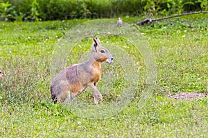 Patagonian mara (Dolichotis patagonum)