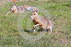 Patagonian mara (Dolichotis patagonum)