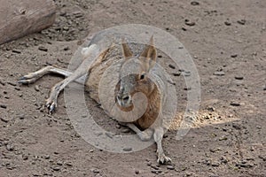 Patagonian Mara (Dolichotis patagonum)