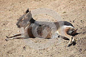 Patagonian mara (Dolichotis patagonum).