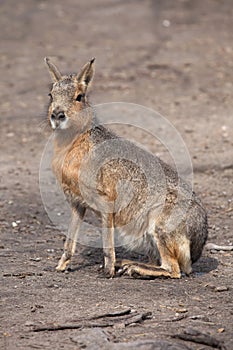 Patagonian mara (Dolichotis patagonum).