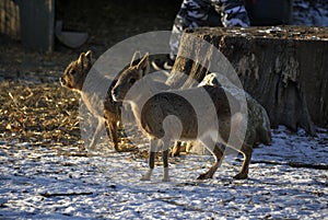 Patagonian mara, or Dolichotis patagonum