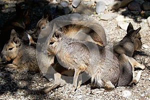 Patagonian mara Dolichotis patagonum