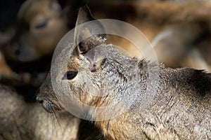 Patagonian mara Dolichotis patagonum