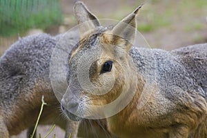 Patagonian mara - Dolichotis patagonum