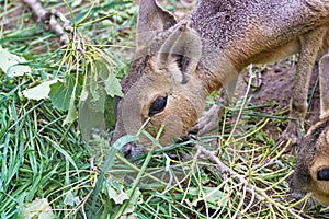 Patagonian mara - Dolichotis patagonum