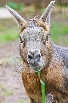 Patagonian mara - Dolichotis patagonum