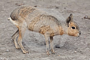 Patagonian mara Dolichotis patagonum