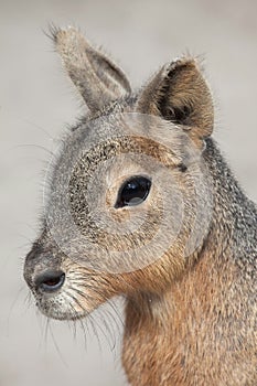 Patagonian mara Dolichotis patagonum