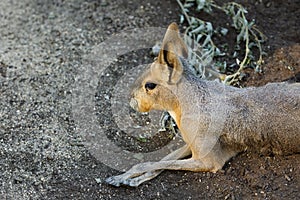 Patagonian Mara Dolichotis patagonum