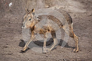 Patagonian mara (Dolichotis patagonum). photo