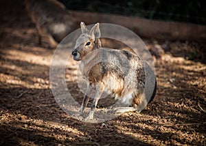 Patagonian Mara, Dolichotis patagonum, close up