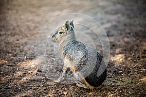 Patagonian Mara, Dolichotis patagonum, close up