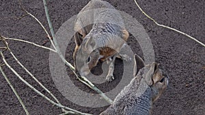 Patagonian mara, Dolichotis patagonum eating branch close up