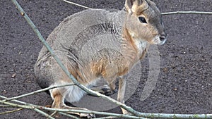 Patagonian mara, Dolichotis patagonum eating branch close up