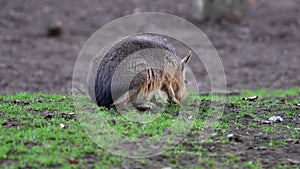 Patagonian Mara, Dolichotis patagonum is a large relative of the guinea pig