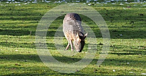 Patagonian Mara, Dolichotis patagonum is a large relative of the guinea pig