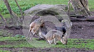 Patagonian Mara, Dolichotis patagonum is a large relative of the guinea pig