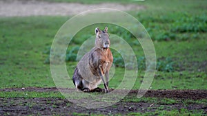 Patagonian Mara, Dolichotis patagonum is a large relative of the guinea pig