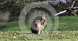 Patagonian Mara, Dolichotis patagonum is a large relative of the guinea pig.