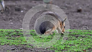 Patagonian Mara, Dolichotis patagonum is a large relative of the guinea pig.