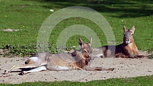 Patagonian Mara, Dolichotis patagonum is a large relative of the guinea pig.