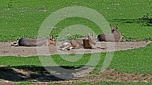 Patagonian Mara, Dolichotis patagonum is a large relative of the guinea pig.