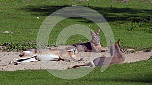 Patagonian Mara, Dolichotis patagonum is a large relative of the guinea pig.