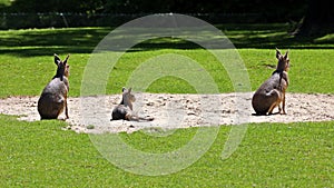 Patagonian Mara, Dolichotis patagonum is a large relative of the guinea pig.