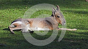 Patagonian Mara, Dolichotis patagonum is a large relative of the guinea pig.