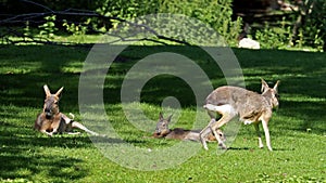 Patagonian Mara, Dolichotis patagonum is a large relative of the guinea pig.