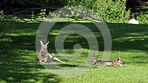 Patagonian Mara, Dolichotis patagonum is a large relative of the guinea pig.