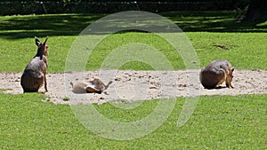 Patagonian Mara, Dolichotis patagonum is a large relative of the guinea pig.