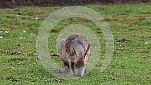 Patagonian Mara, Dolichotis patagonum is a large relative of the guinea pig.