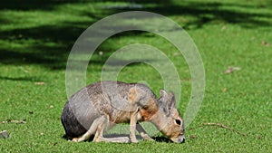 Patagonian Mara, Dolichotis patagonum is a large relative of the guinea pig.