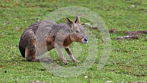 Patagonian Mara, Dolichotis patagonum is a large relative of the guinea pig.