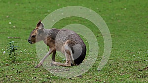 Patagonian Mara, Dolichotis patagonum is a large relative of the guinea pig.