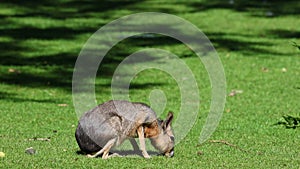 Patagonian Mara, Dolichotis patagonum is a large relative of the guinea pig.